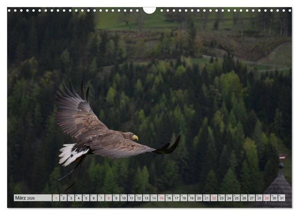 Produktbild: Wildtiere. Heimische Sch&ouml;nheiten (Wandkalender 2026 DIN A3 quer), CALVENDO Monatskalender