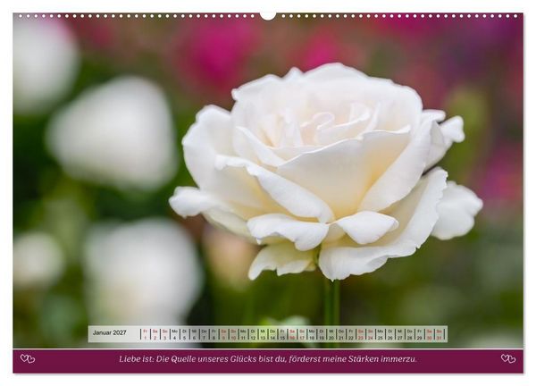Produktbild: Rosen, Liebe ist (hochwertiger Premium Wandkalender 2027 DIN A2 quer), Kunstdruck in Hochglanz