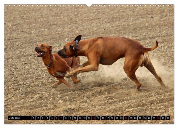 Produktbild: Rhodesian Ridgeback, Pure Lebensfreude (hochwertiger Premium Wandkalender 2026 DIN A2 quer), Kunstdruck in Hochglanz