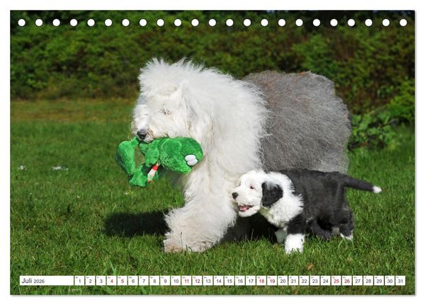 Produktbild: In der Kinderstube bei Familie Bobtail (Tischkalender 2026 DIN A5 quer), CALVENDO Monatskalender