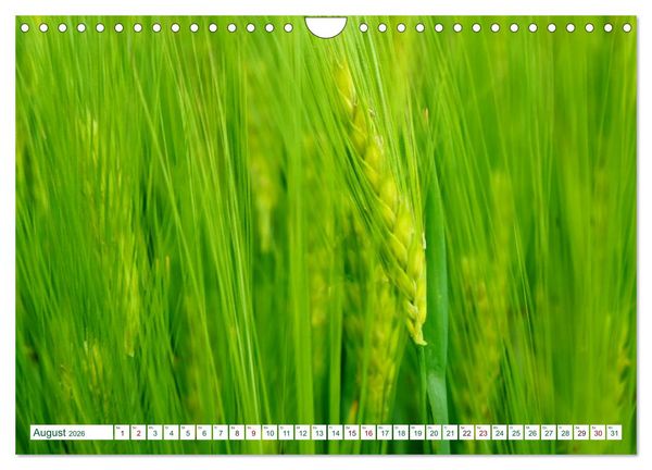 Produktbild: GR&Uuml;N . Die Kraft der Natur (Wandkalender 2026 DIN A4 quer), CALVENDO Monatskalender