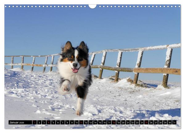 Produktbild: Australian Shepherd - Lebensfreude auf vier Pfoten (Wandkalender 2026 DIN A3 quer), CALVENDO Monatskalender