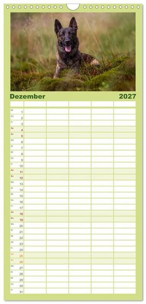 Produktbild: Familienplaner 2027 - ausdrucksvolle Holl&auml;ndische Sch&auml;ferhunde mit 5 Spalten (Wandkalender, 21 x 45 cm) CALVENDO