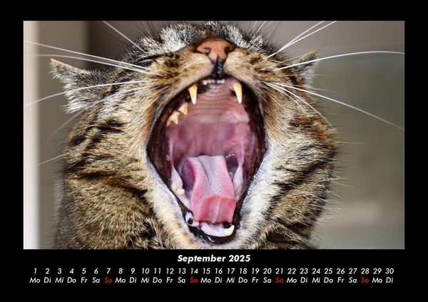 Produktbild: F&uuml;r Katzenfreunde 2025 Fotokalender DIN A3