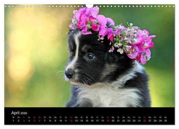 Produktbild: Der Bordercollie-Kalender (Wandkalender 2026 DIN A3 quer), CALVENDO Monatskalender