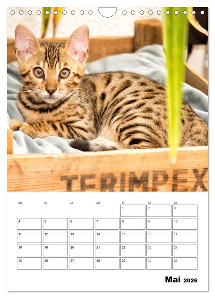 Produktbild: Bengalen - verschmust und abenteuerlustig (Wandkalender 2026 DIN A4 hoch), CALVENDO Monatskalender