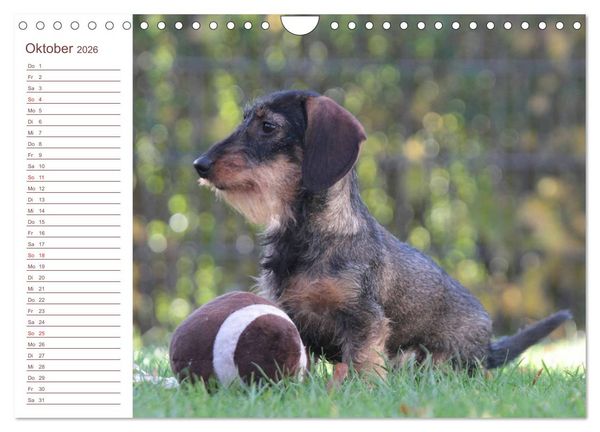 Produktbild: Familienplaner - Liebenswerte Rabauken - Rauhaardackel (Wandkalender 2026 DIN A4 quer), CALVENDO Monatskalender