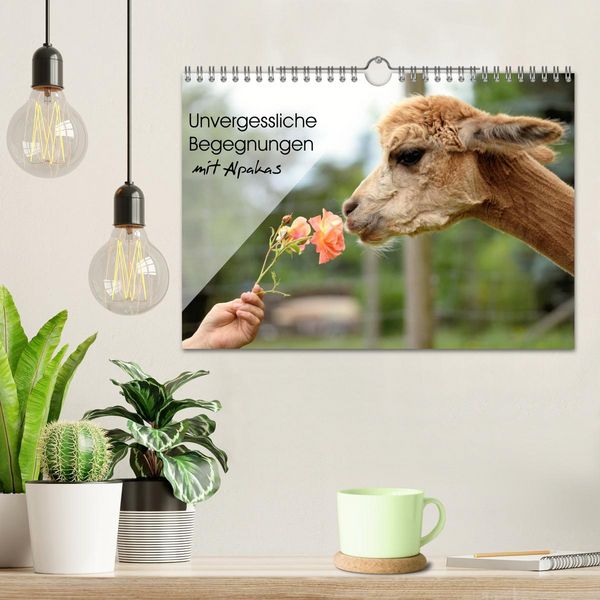 Produktbild: Unvergessliche Begegnungen mit Alpakas (Wandkalender 2026 DIN A4 quer), CALVENDO Monatskalender