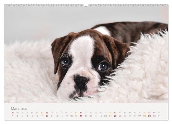 Produktbild: Boxer Welpen einfach zuckers&uuml;&szlig; (hochwertiger Premium Wandkalender 2026 DIN A2 quer), Kunstdruck in Hochglanz