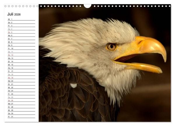 Produktbild: Der Wei&szlig;kopfseeadler (Wandkalender 2026 DIN A3 quer), CALVENDO Monatskalender