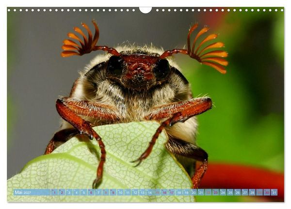 Produktbild: INSEKTENGESICHTER (Wandkalender 2027 DIN A3 quer), CALVENDO Monatskalender