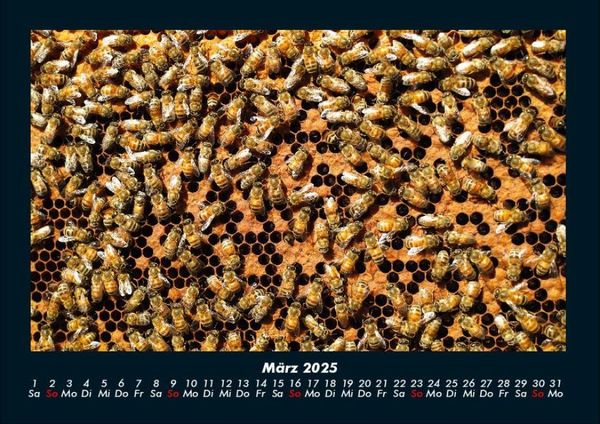 Produktbild: Bienen 2025 Fotokalender DIN A4