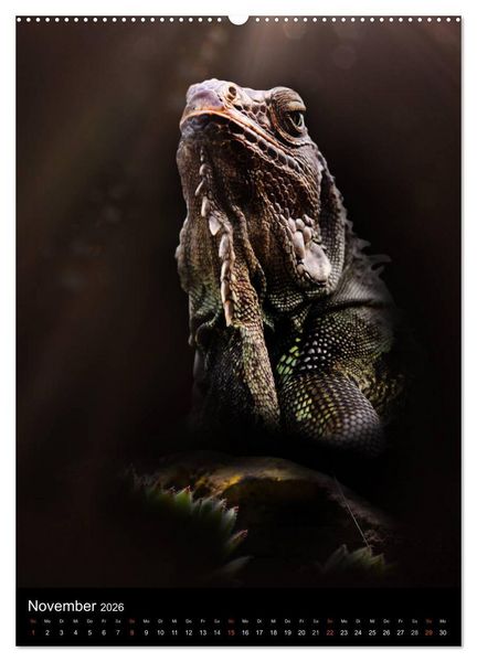 Produktbild: Auge in Auge mit coolen Typen - REPTILIEN (hochwertiger Premium Wandkalender 2026 DIN A2 hoch), Kunstdruck in Hochglanz