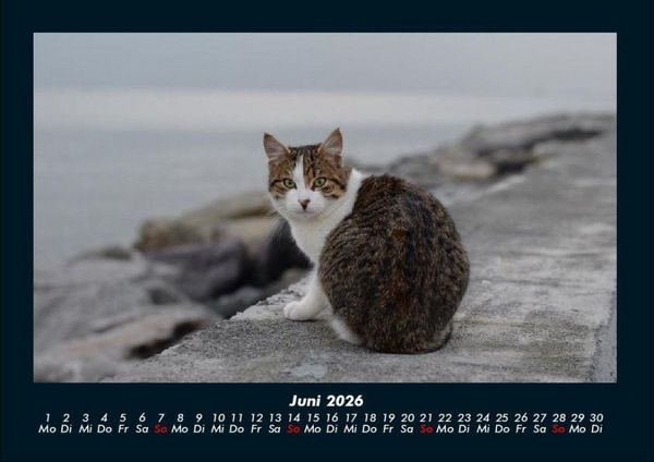 Produktbild: F&uuml;r Katzenfreunde 2026 Fotokalender DIN A4
