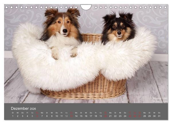 Produktbild: Shelties : Charmeure auf 4 Pfoten (Wandkalender 2026 DIN A4 quer), CALVENDO Monatskalender