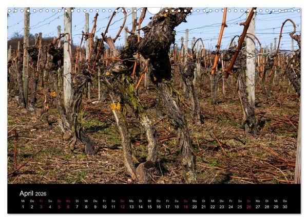 Produktbild: Das Jahr im Weinberg (Wandkalender 2026 DIN A3 quer), CALVENDO Monatskalender