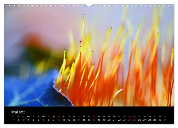 Produktbild: Magischer Wald (Wandkalender 2026 DIN A2 quer), CALVENDO Monatskalender