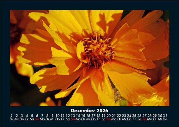 Produktbild: Blumentr&auml;ume 2026 Fotokalender DIN A5