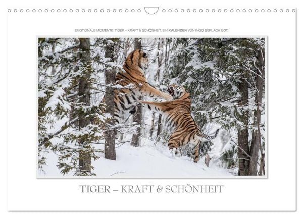Produktbild: Emotionale Momente: Tiger - Kraft & Sch&ouml;nheit. / CH-Version (Wandkalender 2026 DIN A3 quer), CALVENDO Monatskalender