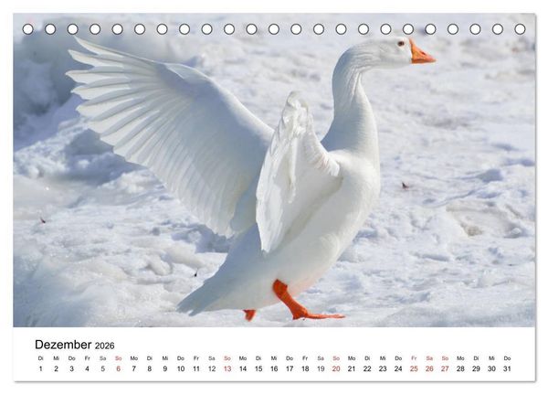 Produktbild: G&auml;nse. Von wegen dumme Gans! (Tischkalender 2026 DIN A5 quer), CALVENDO Monatskalender