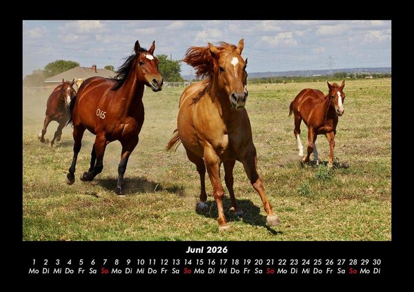 Produktbild: Pferde Kalender 2026 Fotokalender DIN A3