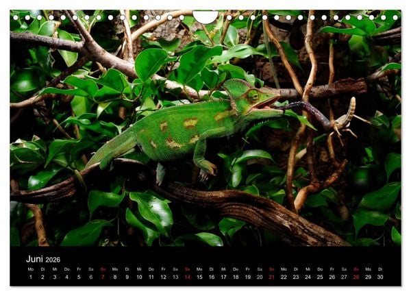 Produktbild: REPTILIEN IM TERRARIUM (Wandkalender 2026 DIN A4 quer), CALVENDO Monatskalender