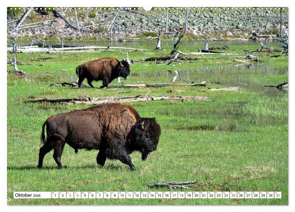 Produktbild: TATONKA Der nordamerikanische Bison (hochwertiger Premium Wandkalender 2026 DIN A2 quer), Kunstdruck in Hochglanz