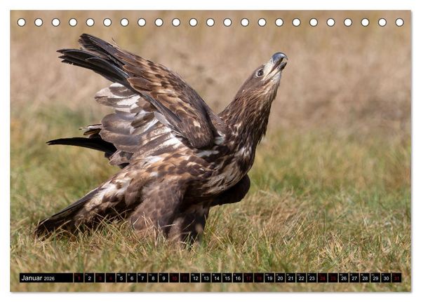 Produktbild: Seeadler in Polen (Tischkalender 2026 DIN A5 quer), CALVENDO Monatskalender
