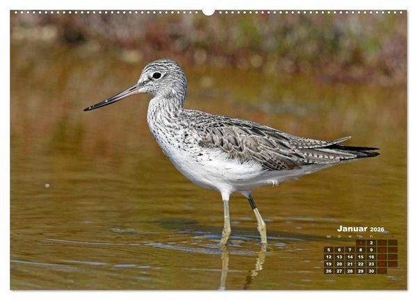 Produktbild: Limikolen - Watv&ouml;gel Europas (hochwertiger Premium Wandkalender 2026 DIN A2 quer), Kunstdruck in Hochglanz