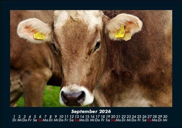 Produktbild: Kuhkalender 2026 Fotokalender DIN A5
