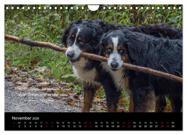 Produktbild: So ist er. Der Berner Sennenhund (Wandkalender 2026 DIN A4 quer), CALVENDO Monatskalender