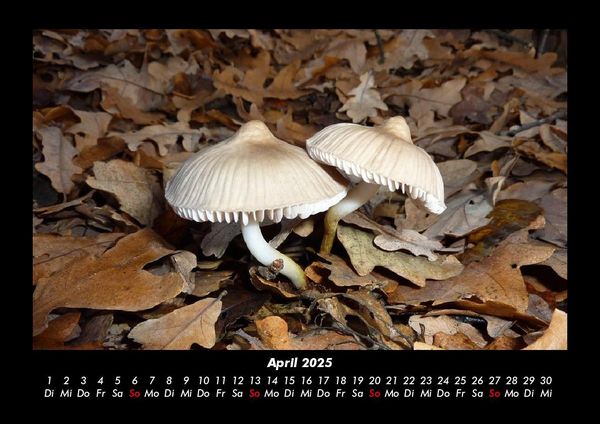 Produktbild: Pilzkalender 2025 Fotokalender DIN A3