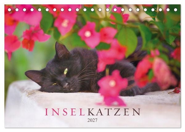 Produktbild: Inselkatzen (Tischkalender 2027 DIN A5 quer), CALVENDO Monatskalender