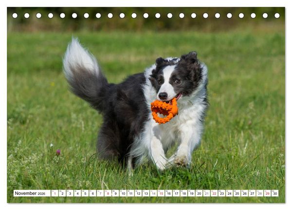 Produktbild: Traumhund Border Collie (Tischkalender 2026 DIN A5 quer), CALVENDO Monatskalender
