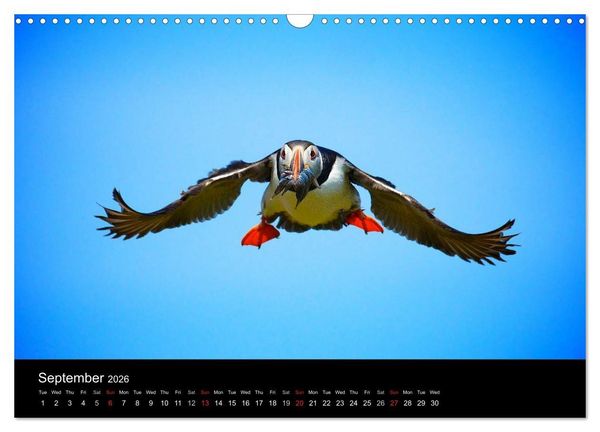 Produktbild: ATLANTIC PUFFINS OF SCOTLAND (Wall Calendar 2026 DIN A3 landscape), CALVENDO 12 Month Wall Calendar