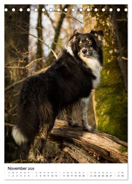 Produktbild: Australian Shepherd &ndash; Mit dem Aussie unterwegs (Tischkalender 2026 DIN A5 hoch), CALVENDO Monatskalender