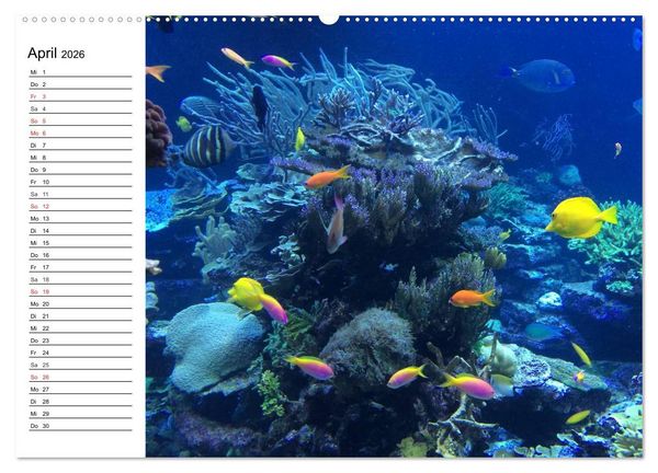 Produktbild: Tauchen - Abenteuer in Neptuns Wunderwelt (Wandkalender 2026 DIN A2 quer), CALVENDO Monatskalender