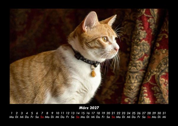 Produktbild: F&uuml;r Katzenfreunde 2027 Fotokalender DIN A3