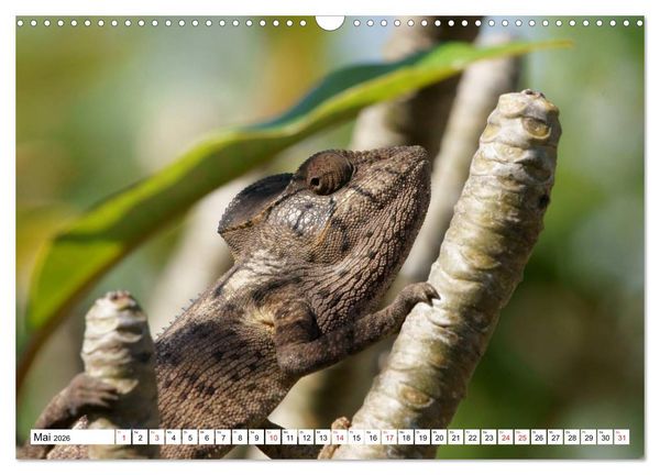 Produktbild: Madagaskar (Wandkalender 2026 DIN A3 quer), CALVENDO Monatskalender