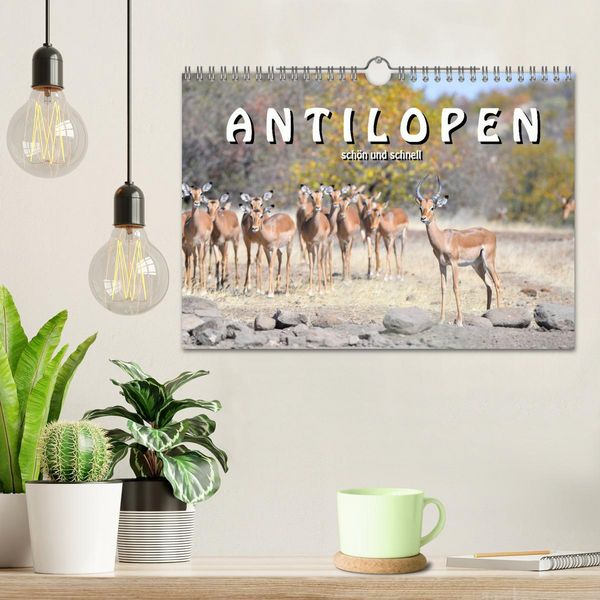 Produktbild: Antilopen, sch&ouml;n und schnell (Wandkalender 2026 DIN A4 quer), CALVENDO Monatskalender