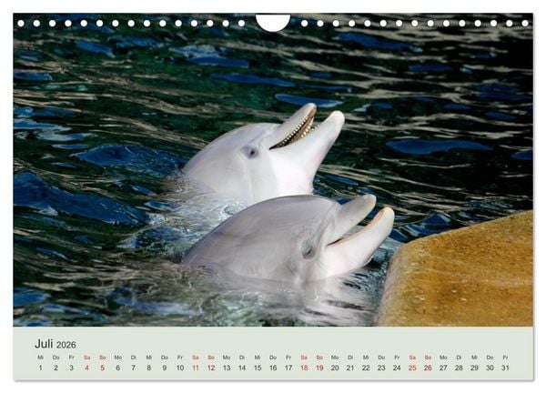 Produktbild: Die Welt der Delphine (Wandkalender 2026 DIN A4 quer), CALVENDO Monatskalender