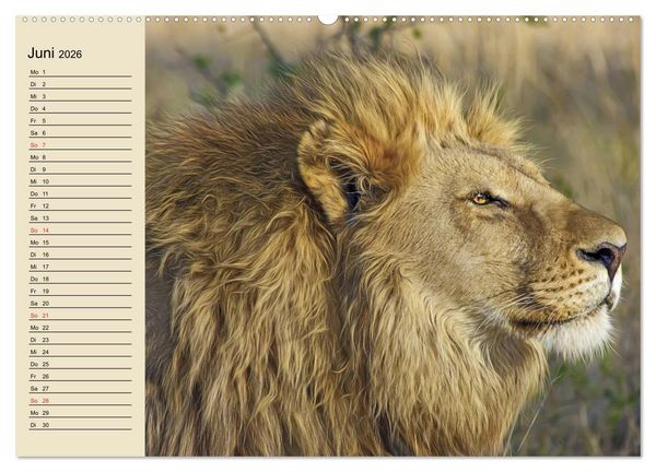 Produktbild: L&ouml;wen in freier Wildbahn (hochwertiger Premium Wandkalender 2026 DIN A2 quer), Kunstdruck in Hochglanz