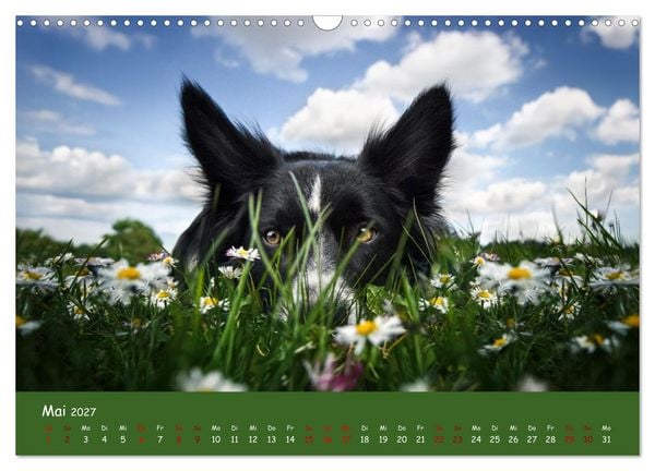 Produktbild: Border Collie Kalender &ndash; Ausdrucksstarke Close-up-Portraits durch die Jahreszeiten (Wandkalender 2027 DIN A3 quer), CALVENDO Monatskalender