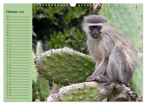 Produktbild: Affen in Afrika (Wandkalender 2026 DIN A3 quer), CALVENDO Monatskalender