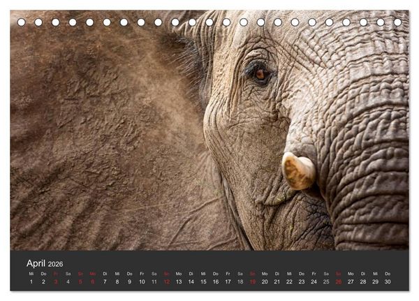 Produktbild: Elefanten - Graue Riesen (Tischkalender 2026 DIN A5 quer), CALVENDO Monatskalender