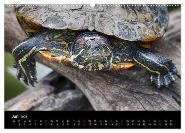 Produktbild: Wasserschildkr&ouml;ten (Wandkalender 2026 DIN A2 quer), CALVENDO Monatskalender
