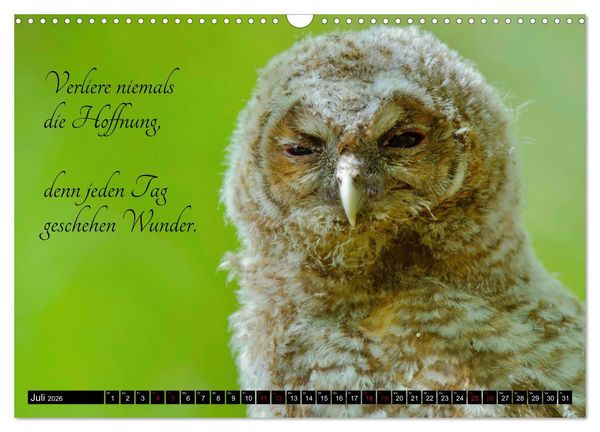 Produktbild: der Waldkauz - Strix Aluco (Wandkalender 2026 DIN A3 quer), CALVENDO Monatskalender