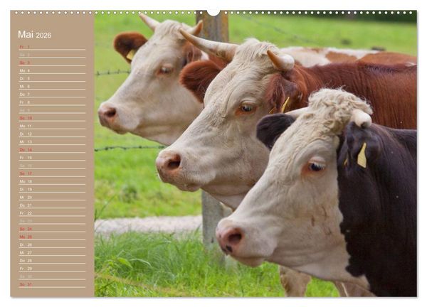 Produktbild: K&uuml;he / Geburtstagskalender (hochwertiger Premium Wandkalender 2026 DIN A2 quer), Kunstdruck in Hochglanz