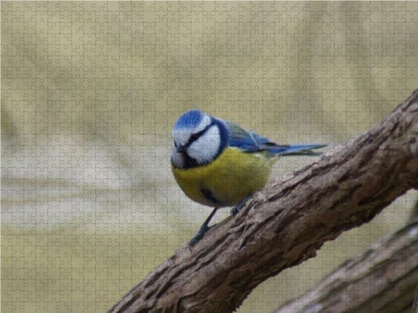 Produktbild: CALVENDO Puzzle Blaumeise 1000 Teile Lege-Gr&ouml;&szlig;e 64 x 48 cm Foto-Puzzle Bild von kattobello