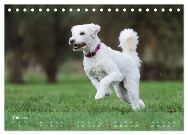 Produktbild: Fr&ouml;hliche Hunde (Tischkalender 2026 DIN A5 quer), CALVENDO Monatskalender